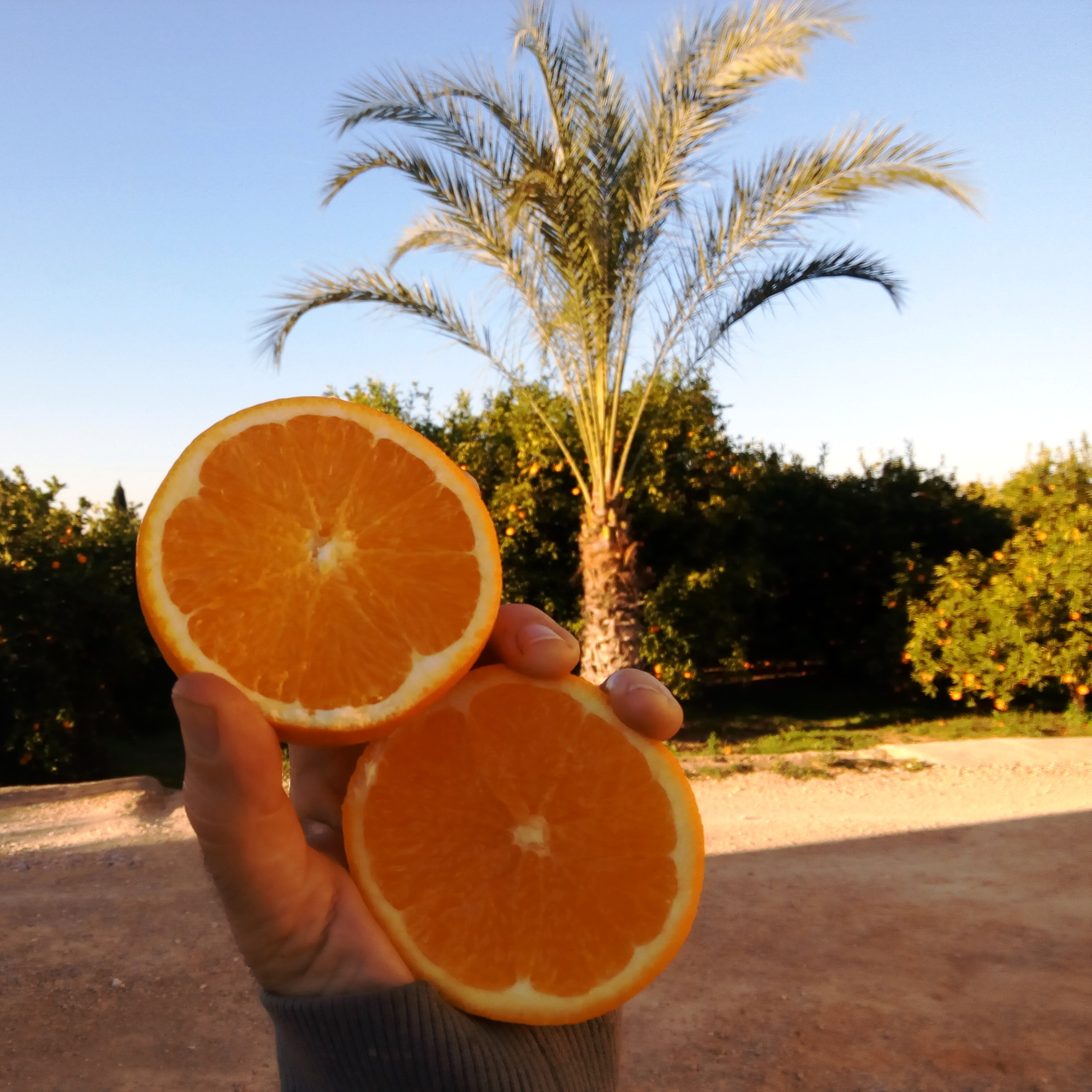 Naranjas Navel Ecológicas Caja de 20Kg - Imagen 4