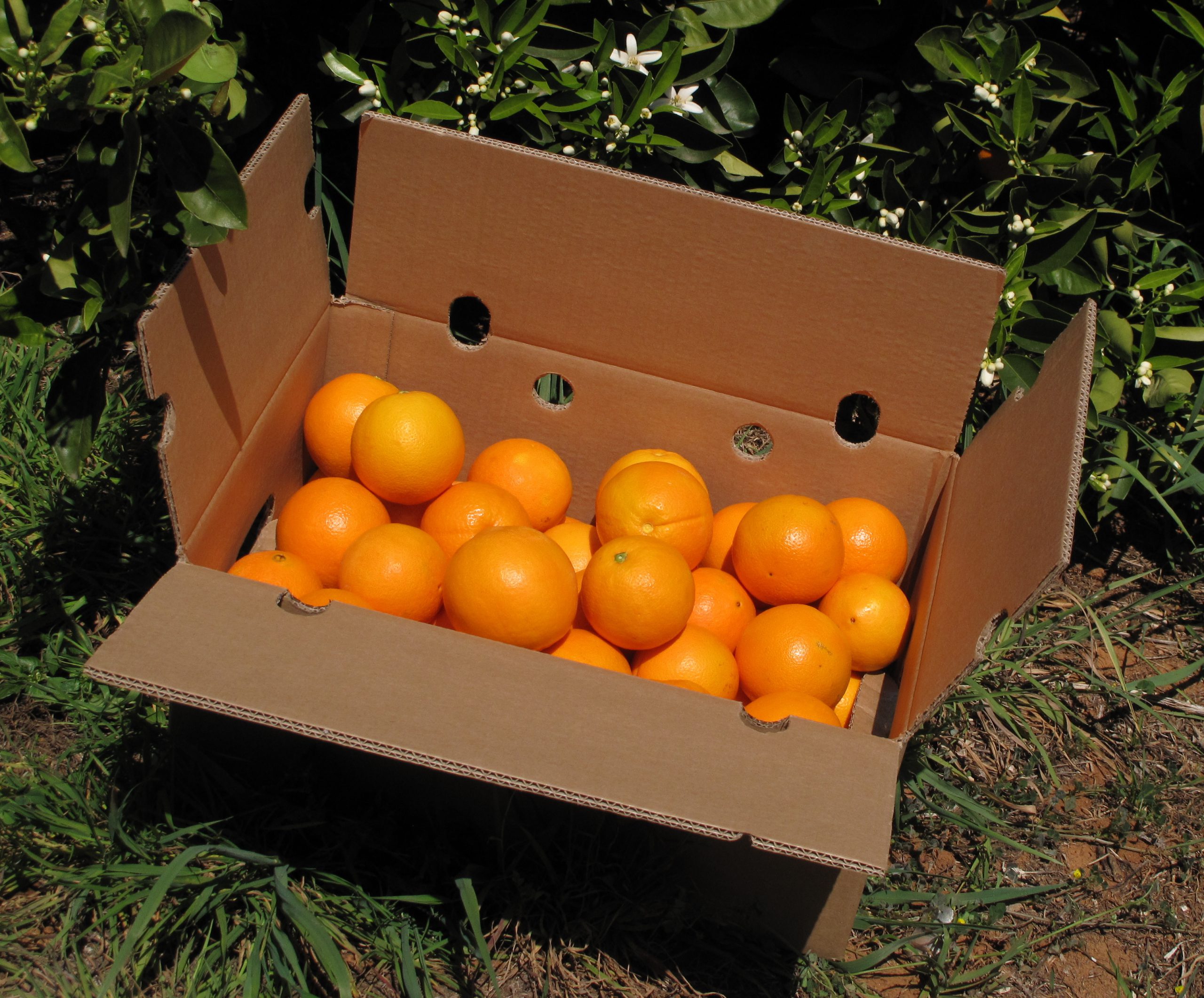 Naranjas Navelinas Caja de 10 Kg - Imagen 3