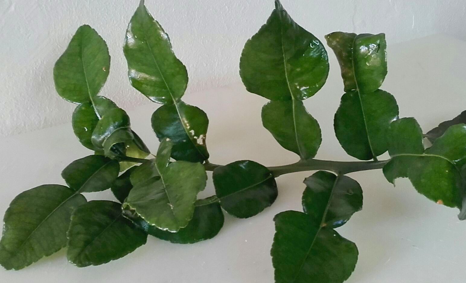 Hojas de lima kaffir ecológicas - Imagen 3